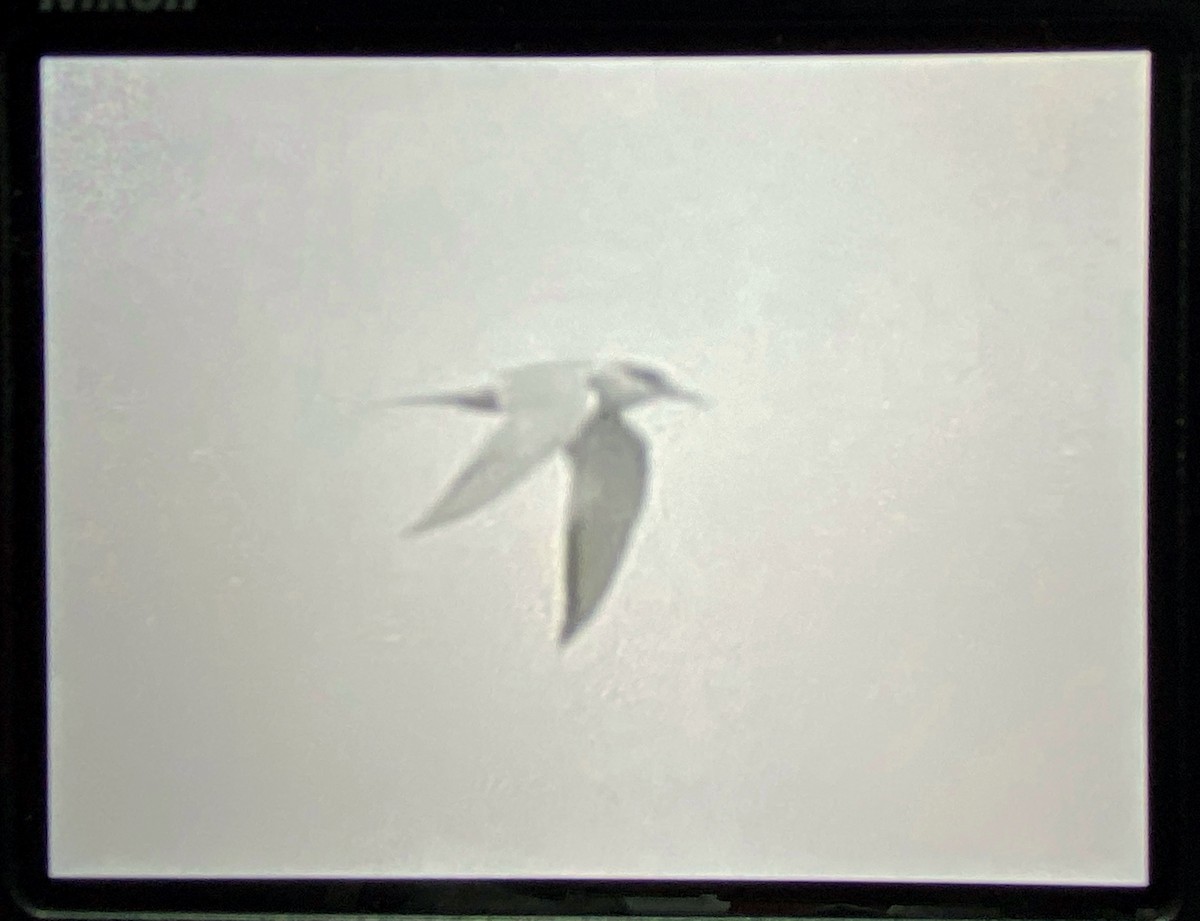 Common Tern - ML636674616