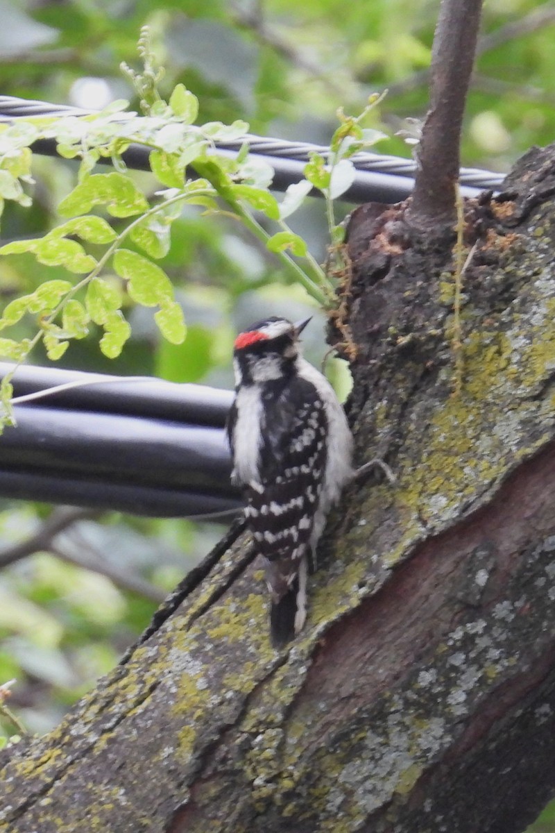 Downy Woodpecker - ML636674663