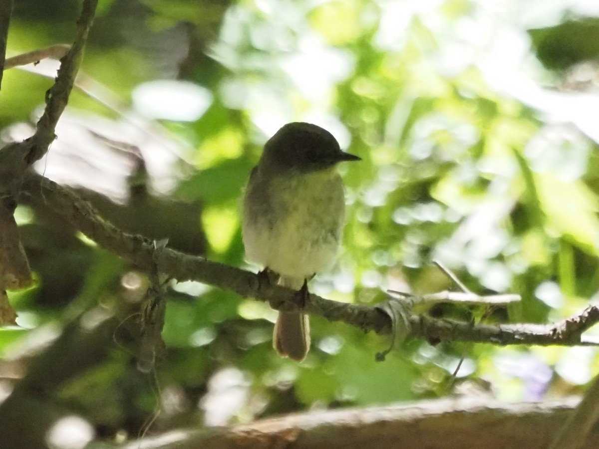 Eastern Phoebe - ML636674689