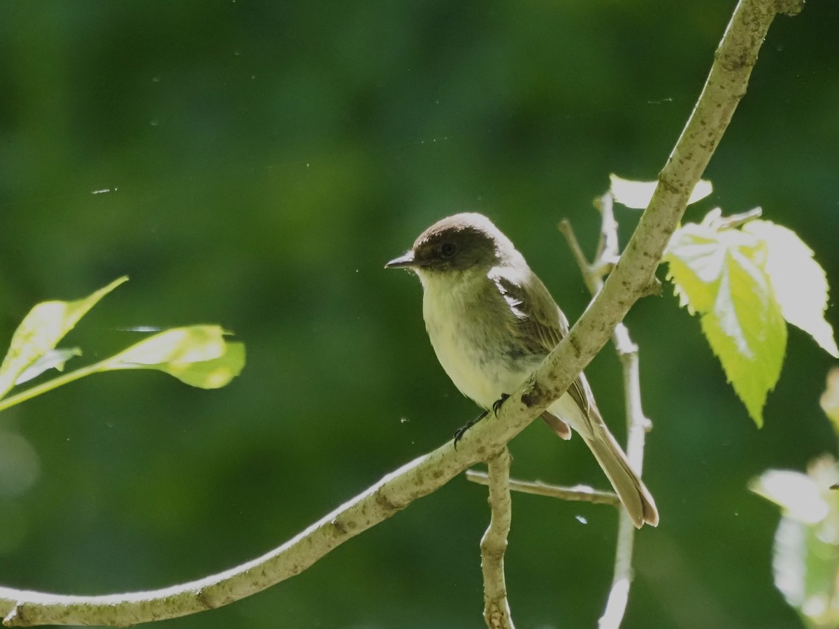 Eastern Phoebe - ML636674692
