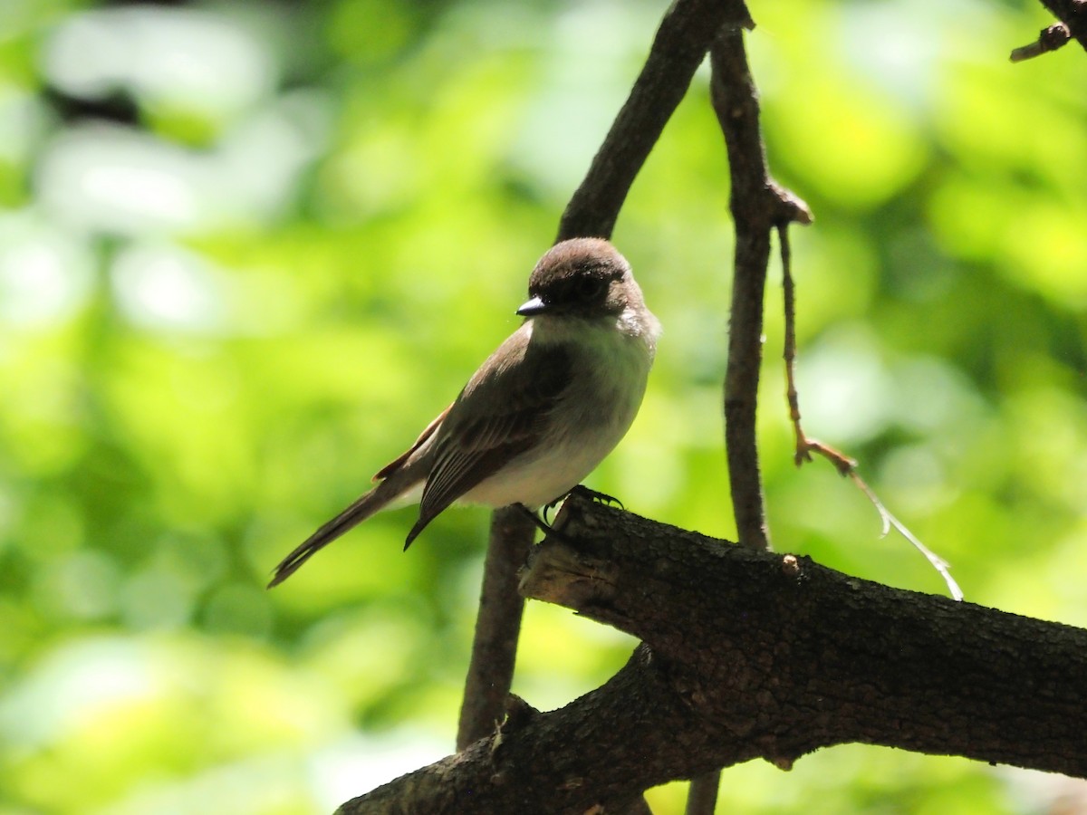 Eastern Phoebe - ML636674693