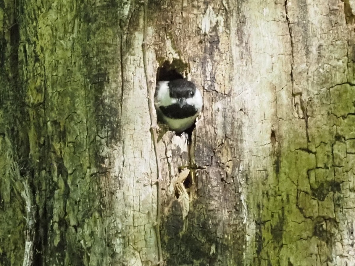 Black-capped Chickadee - ML636674702
