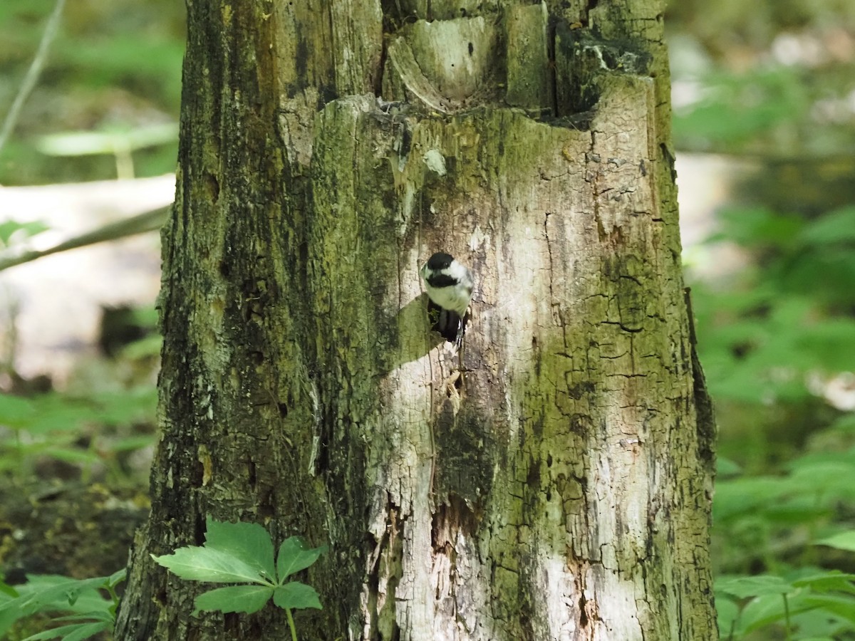 Black-capped Chickadee - ML636674703