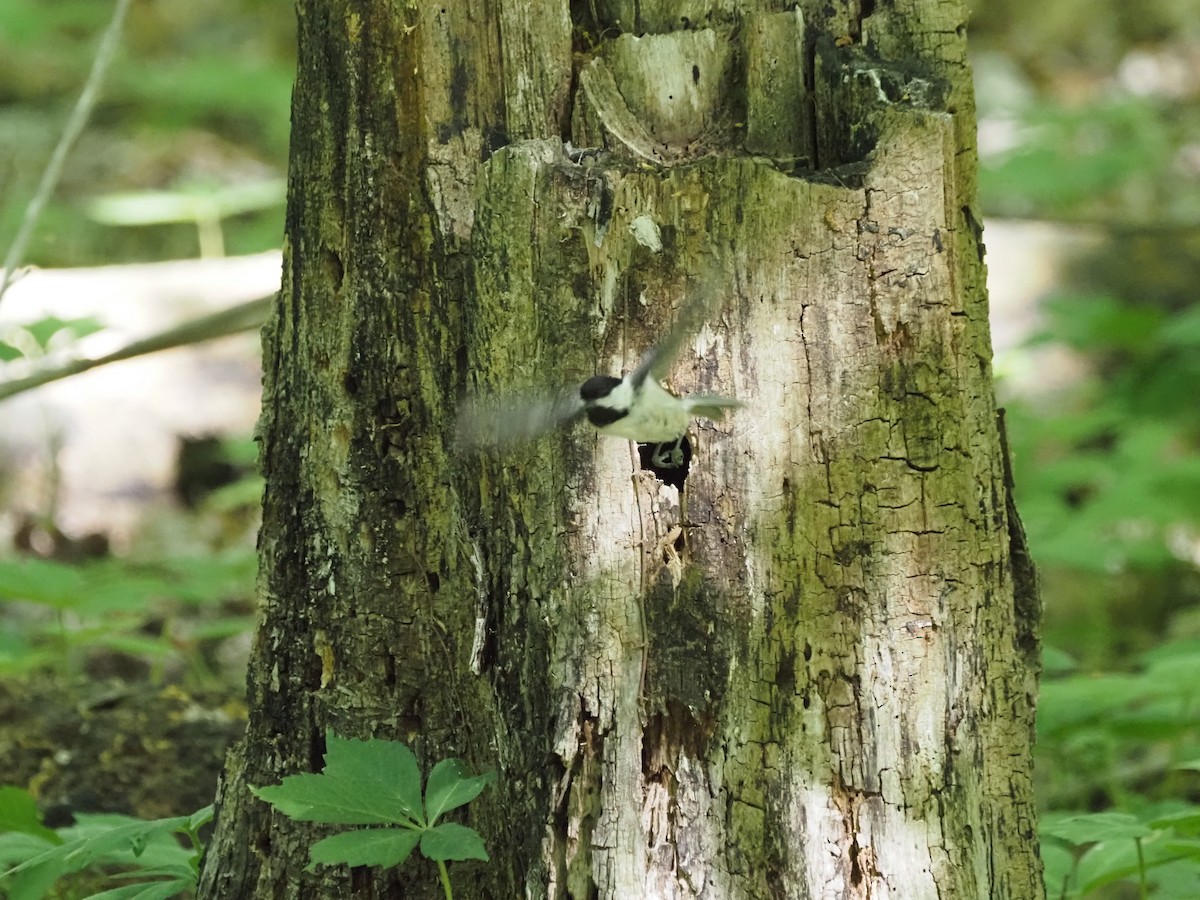 Black-capped Chickadee - ML636674704