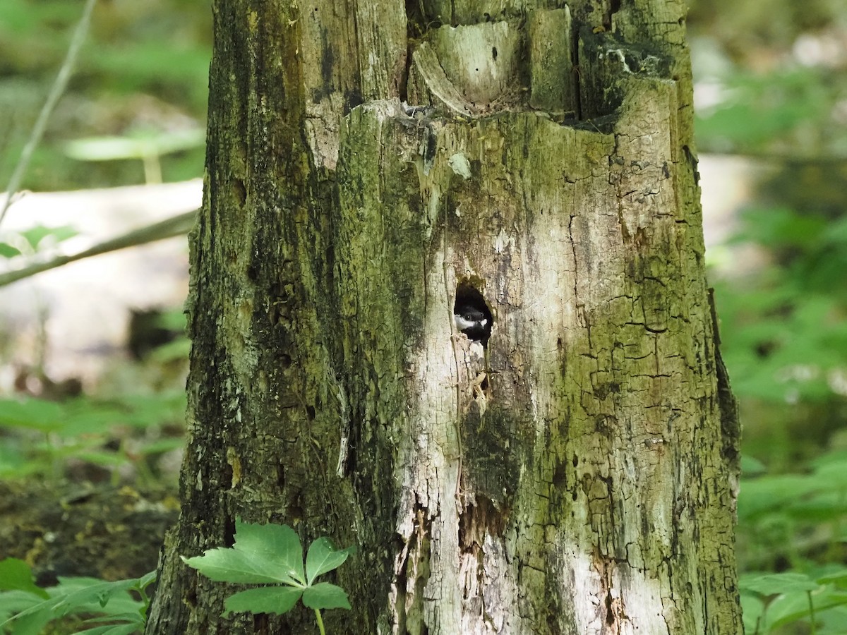 Black-capped Chickadee - ML636674705