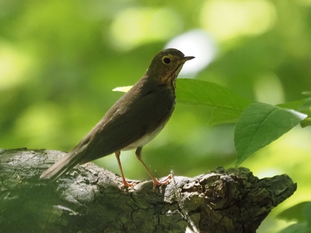Swainson's Thrush - ML636674710