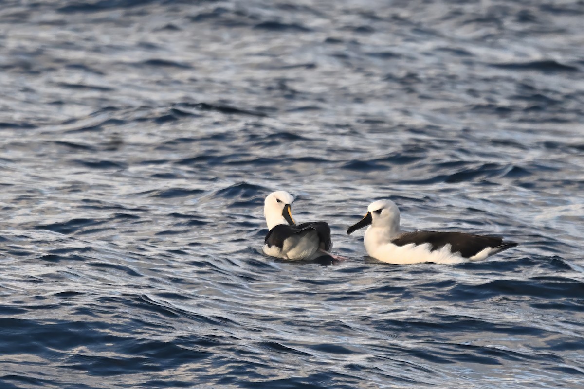 Albatros Picofino Atlántico - ML636674720