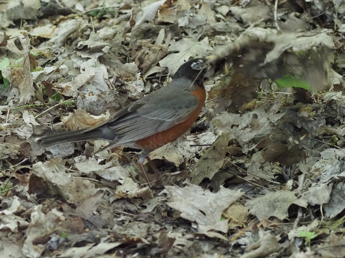 American Robin - ML636674726