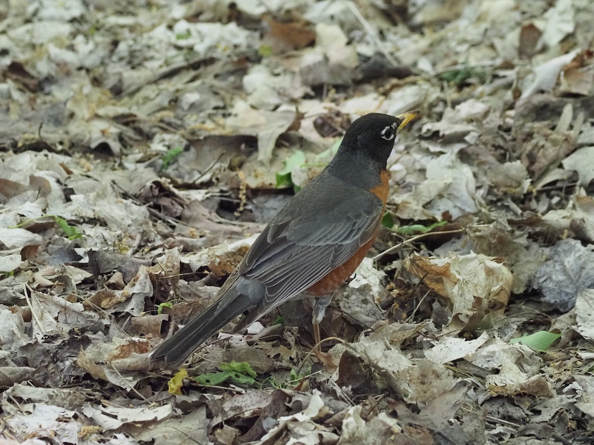 American Robin - ML636674727