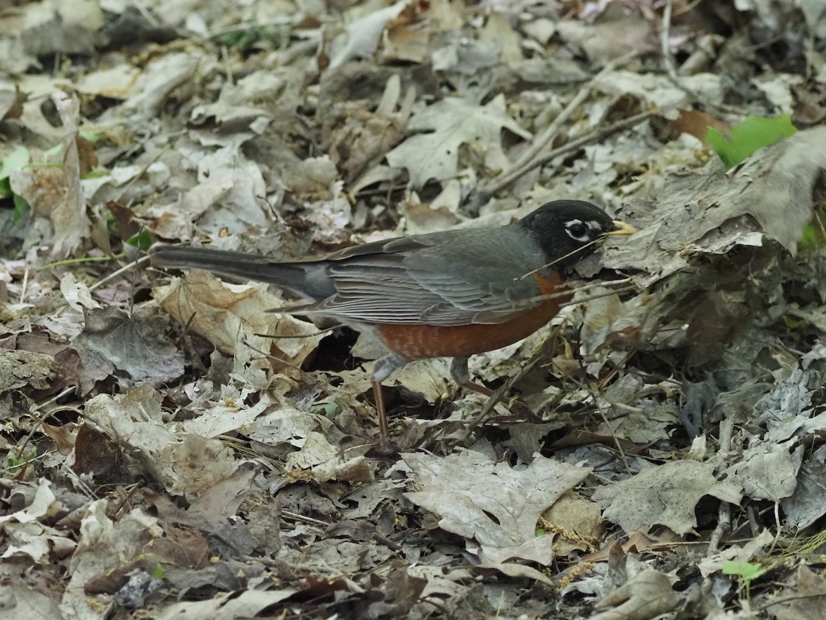 American Robin - ML636674728