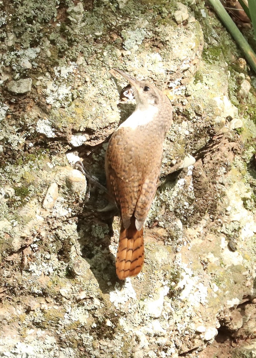 Canyon Wren - ML636674735