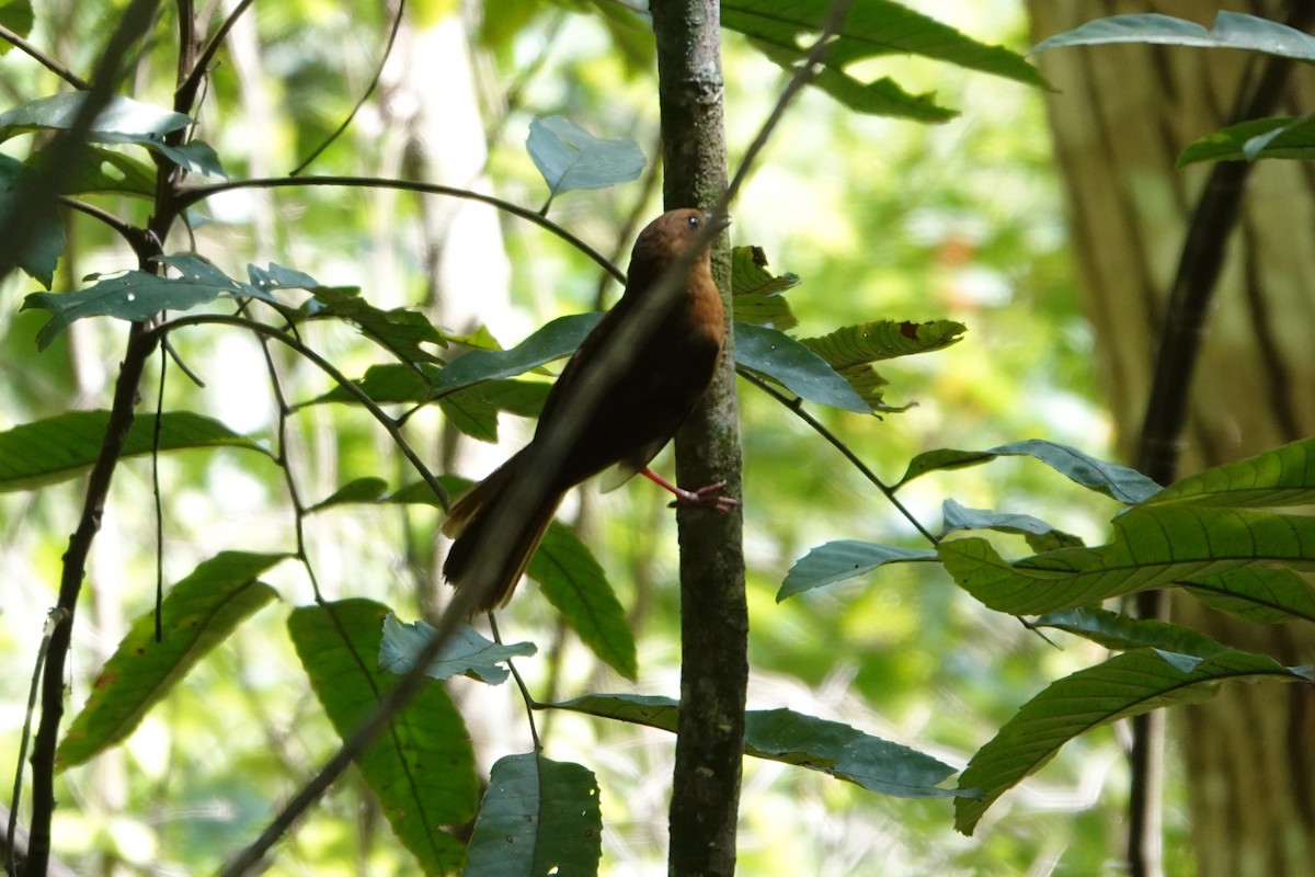 Northern Schiffornis - ML636674738