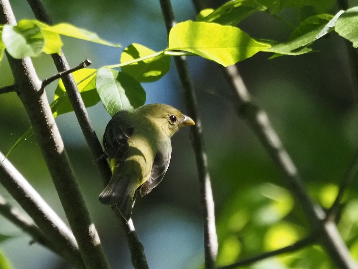 Scarlet Tanager - ML636674739