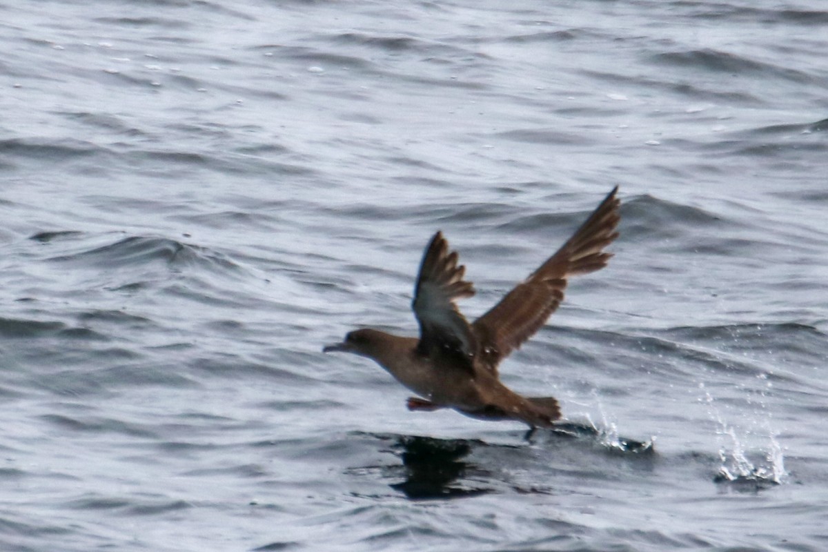 Sooty Shearwater - ML636674744