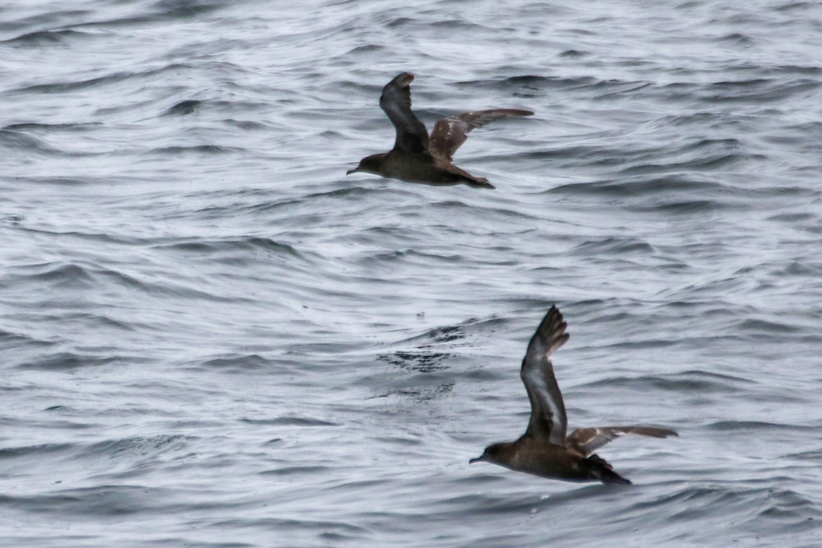 Sooty Shearwater - ML636674745