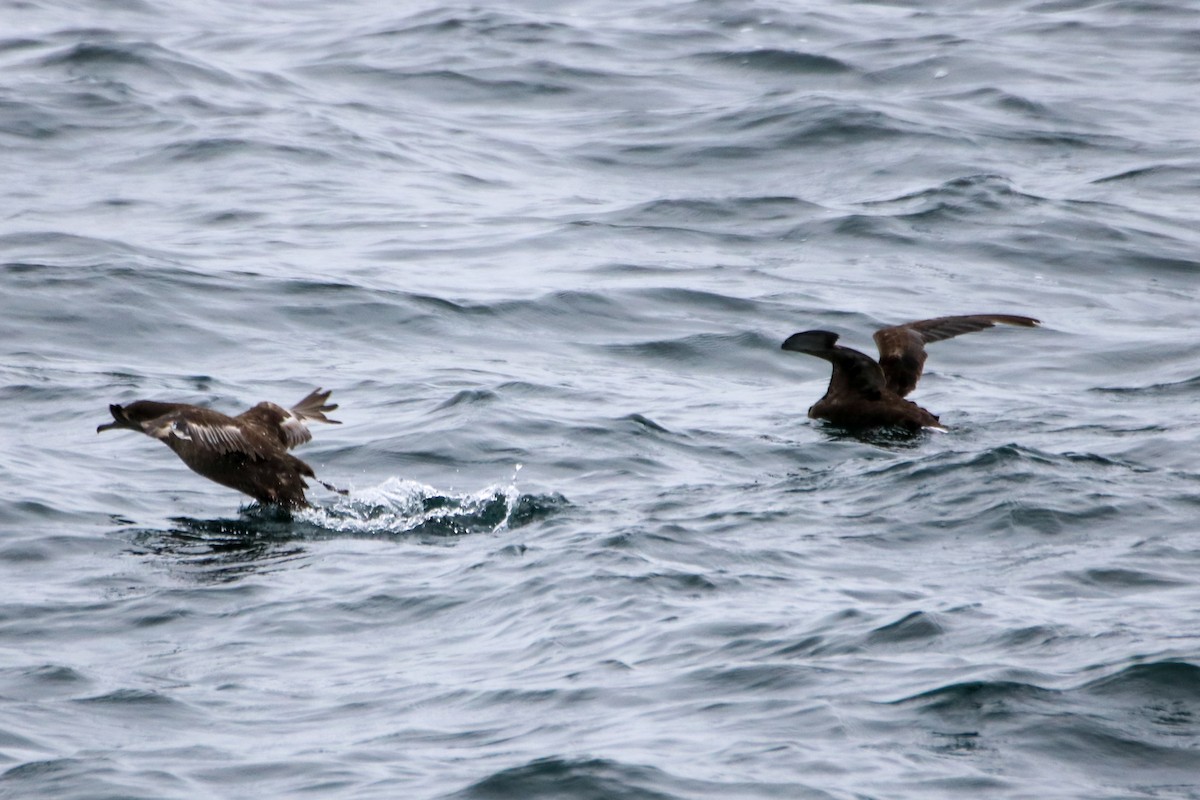 Sooty Shearwater - ML636674746