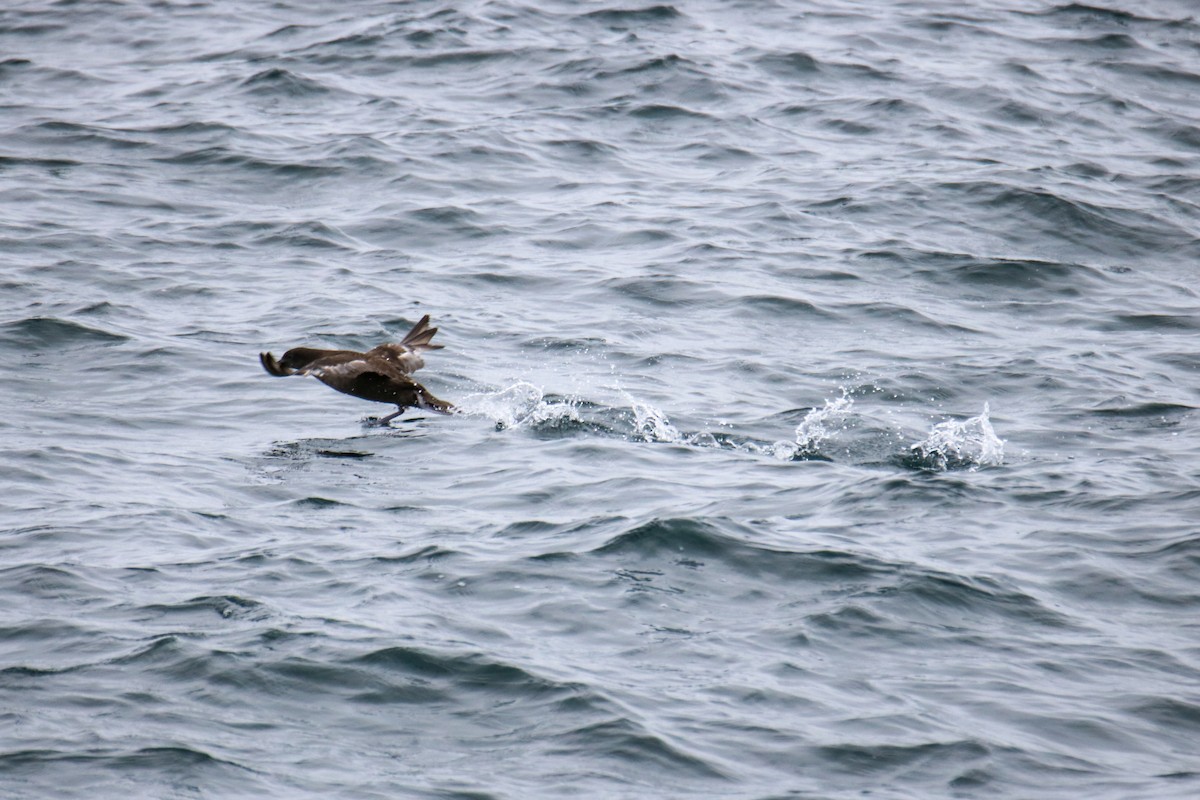 Sooty Shearwater - ML636674747