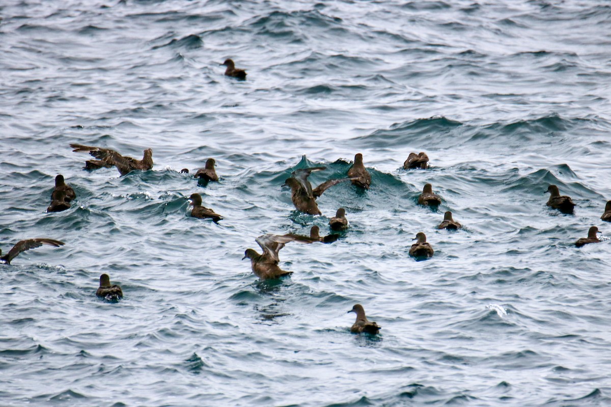 Sooty Shearwater - ML636674748