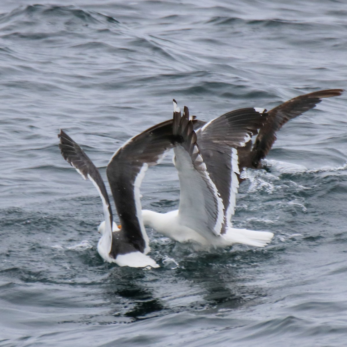 Western Gull - ML636674762
