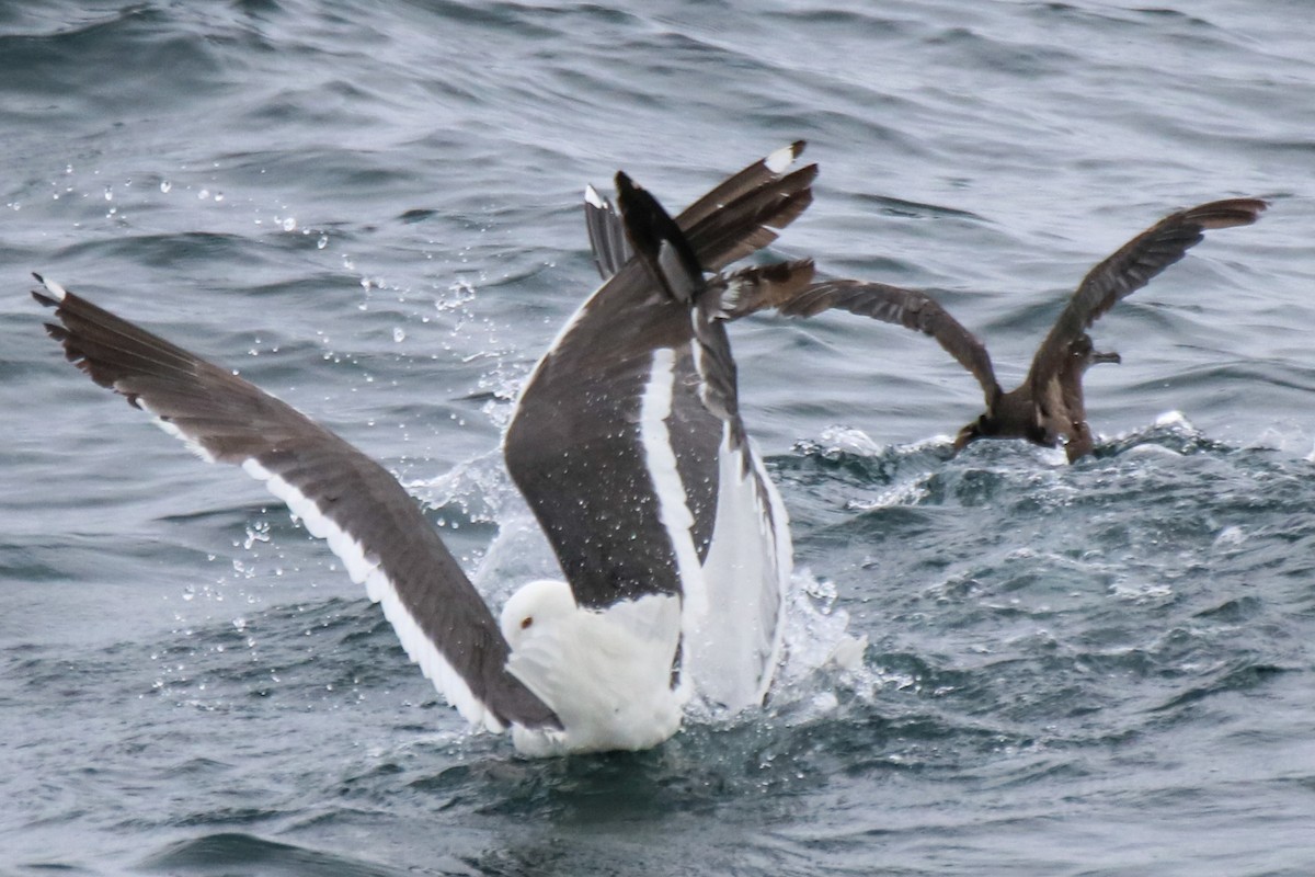 Western Gull - ML636674763