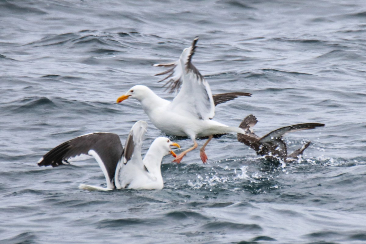 Western Gull - ML636674764