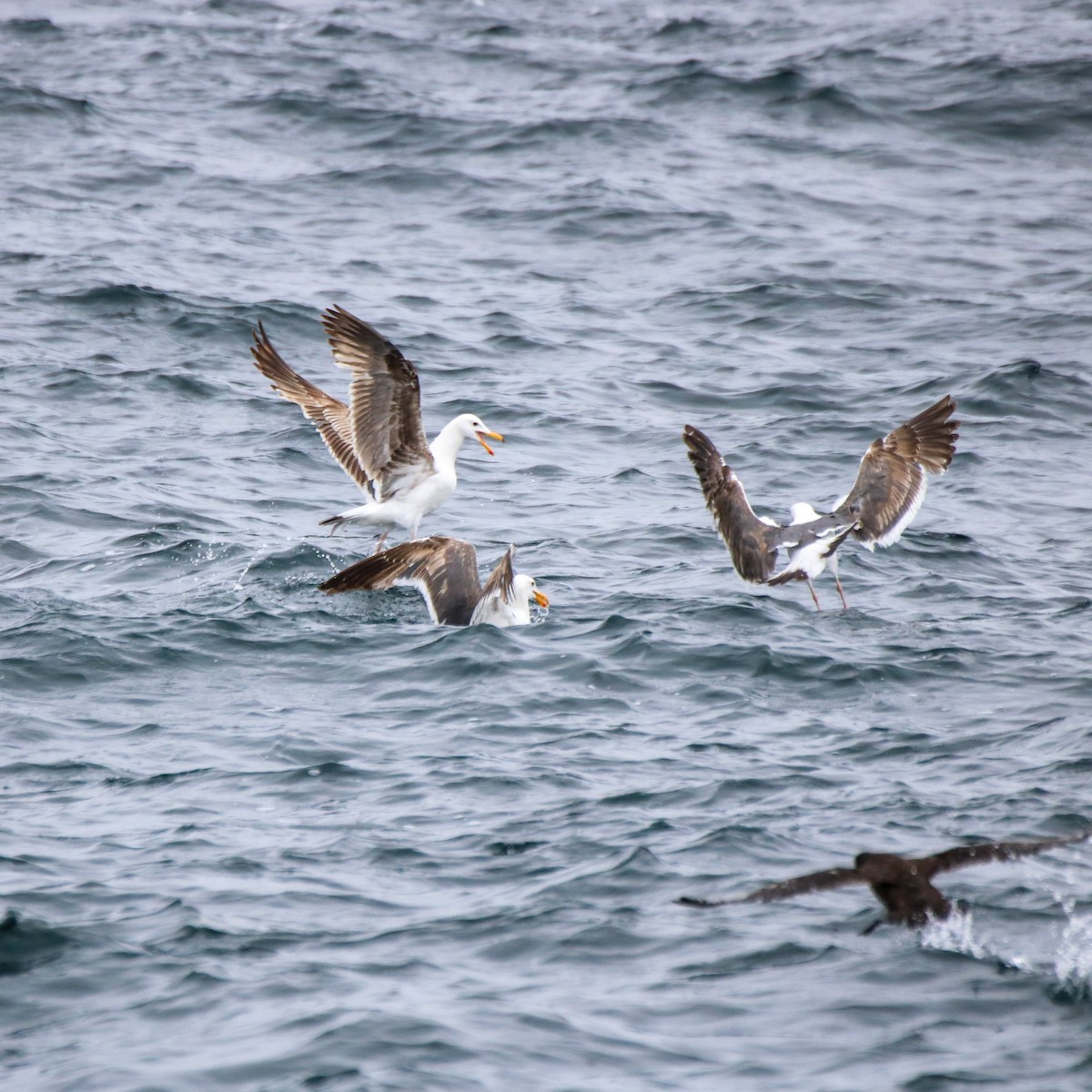 Western Gull - ML636674768