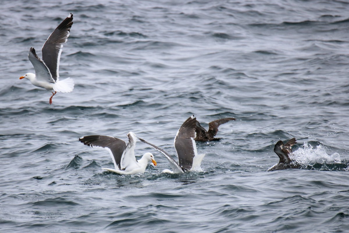 Western Gull - ML636674769
