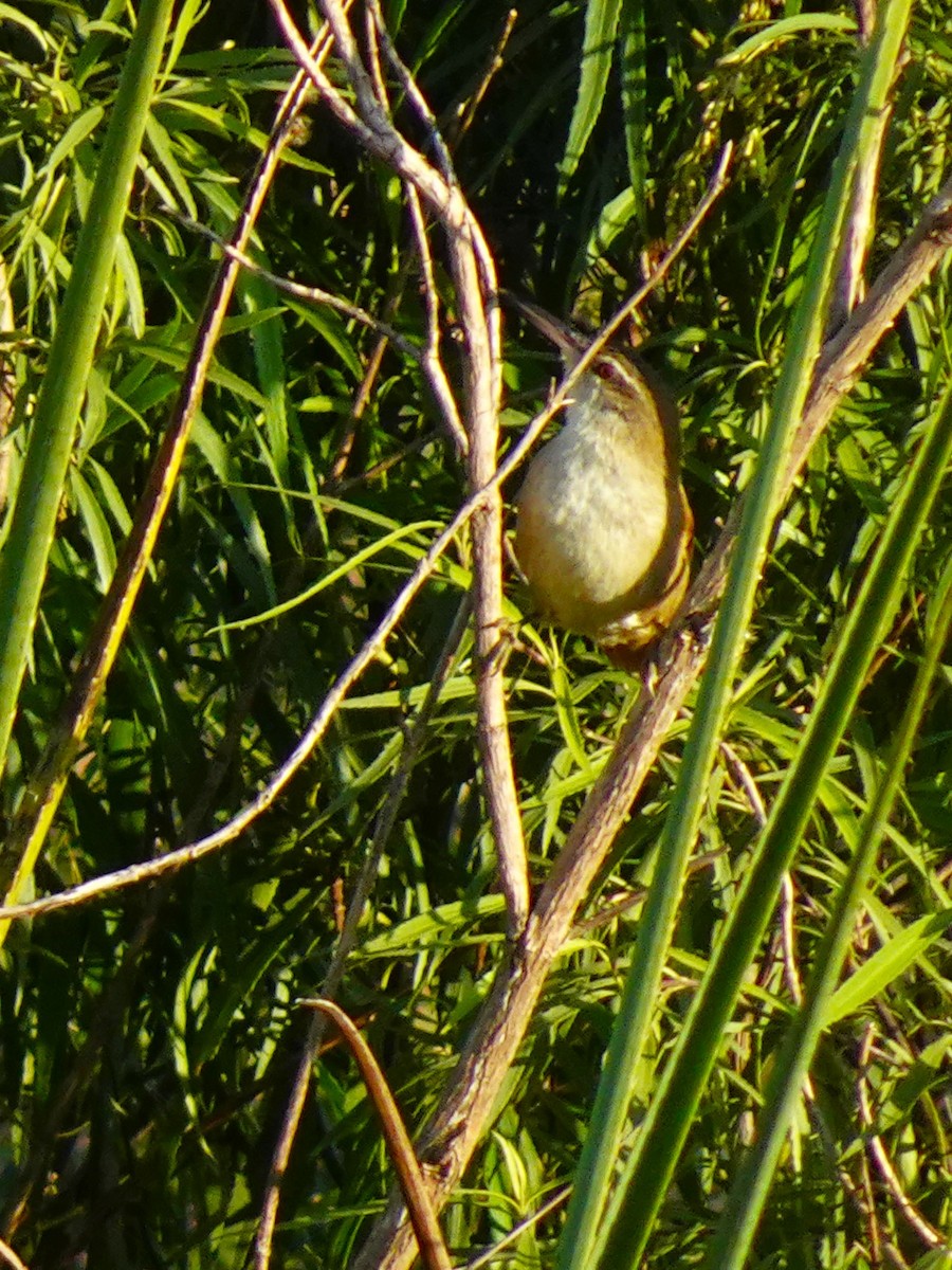 Straight-billed Reedhaunter - ML636674815