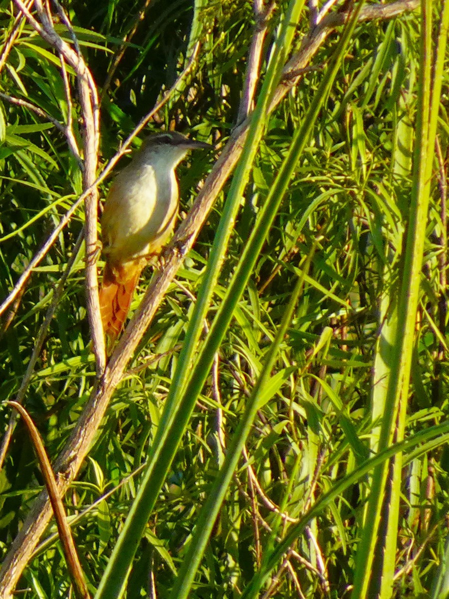 Straight-billed Reedhaunter - ML636674817