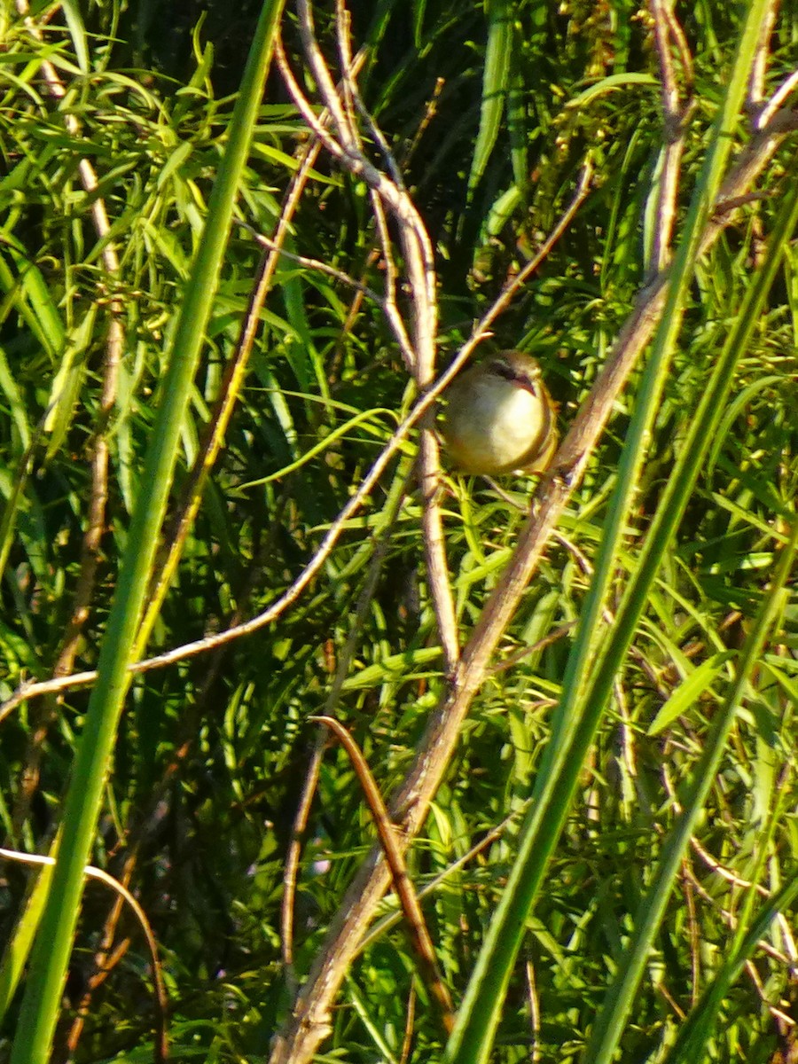 Straight-billed Reedhaunter - ML636674818