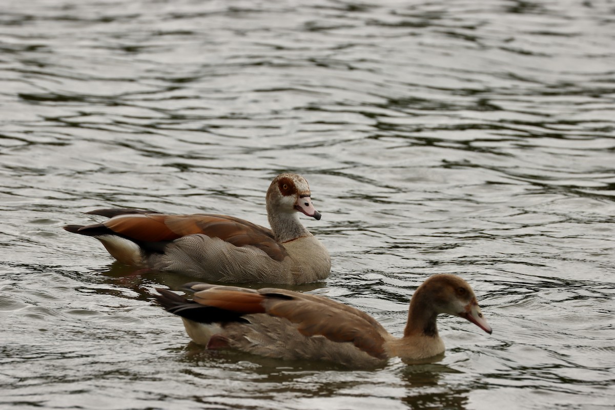 Egyptian Goose - ML636674850
