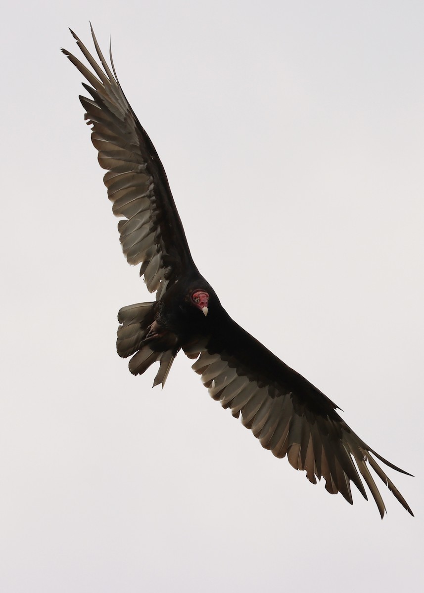 Turkey Vulture - ML636674902