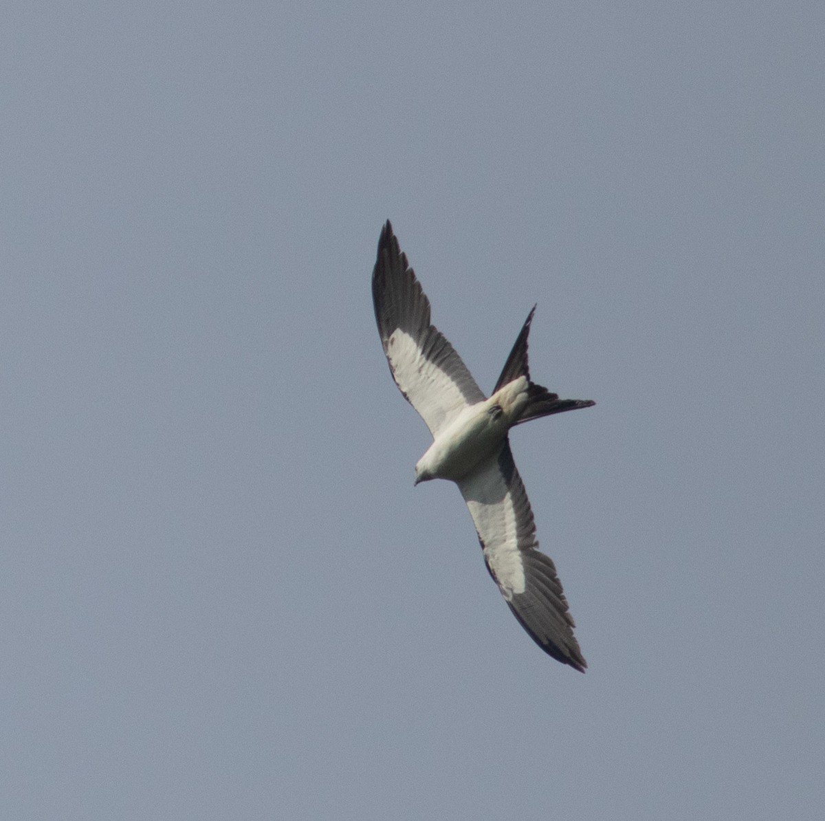Swallow-tailed Kite - ML636674945