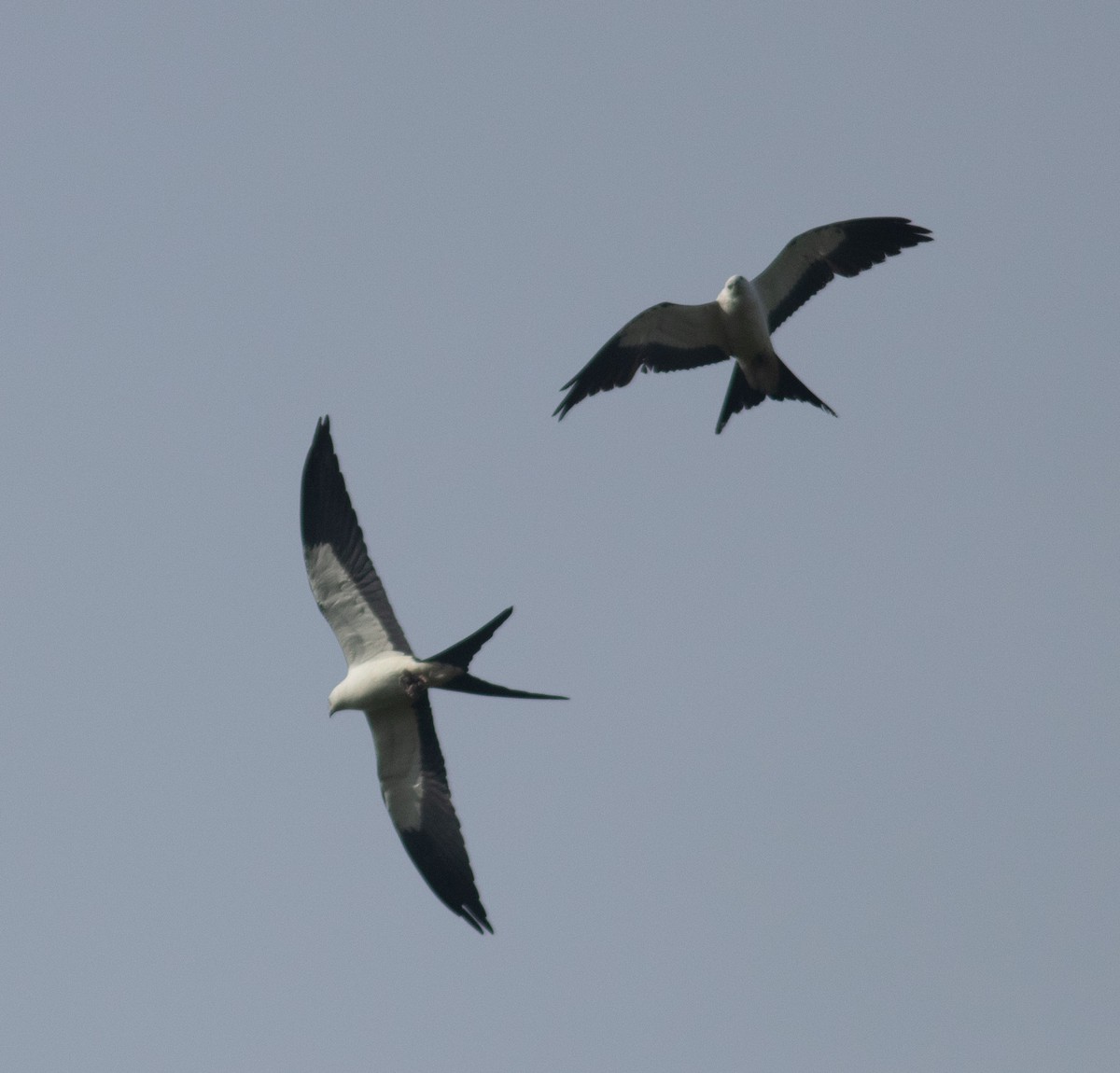 Swallow-tailed Kite - ML636674947