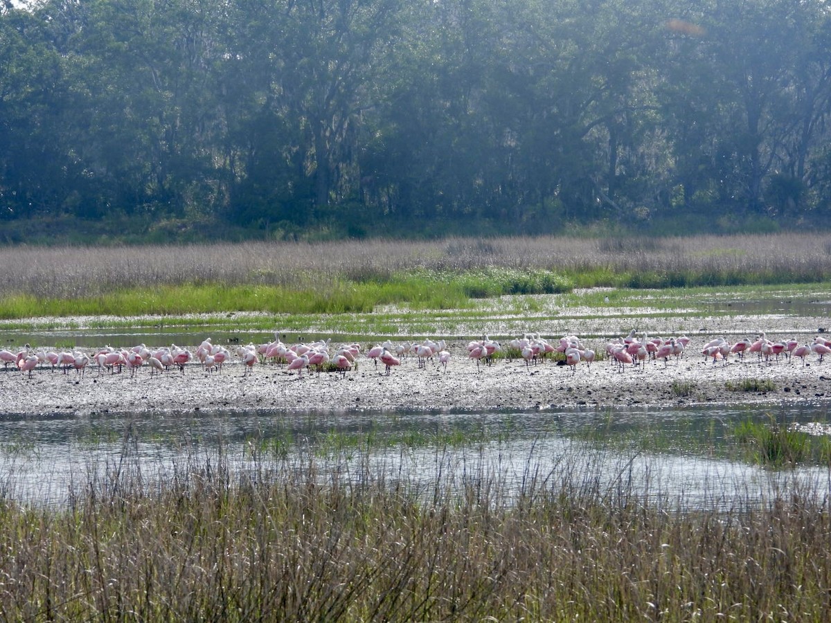 Roseate Spoonbill - ML636675031