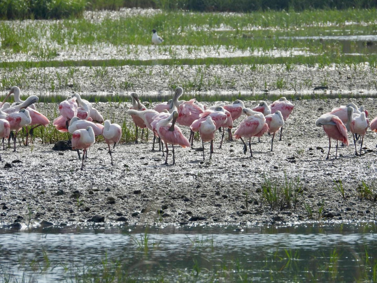Roseate Spoonbill - ML636675033