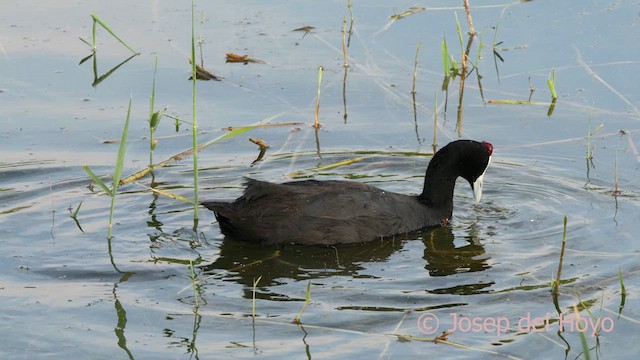 Red-knobbed Coot - ML636675043