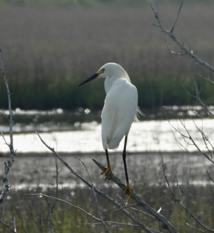 Snowy Egret - ML636675047