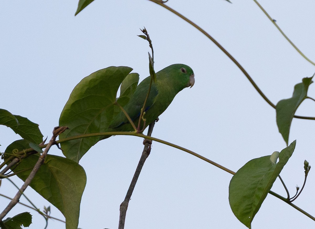 Riparian Parrotlet - ML636675382