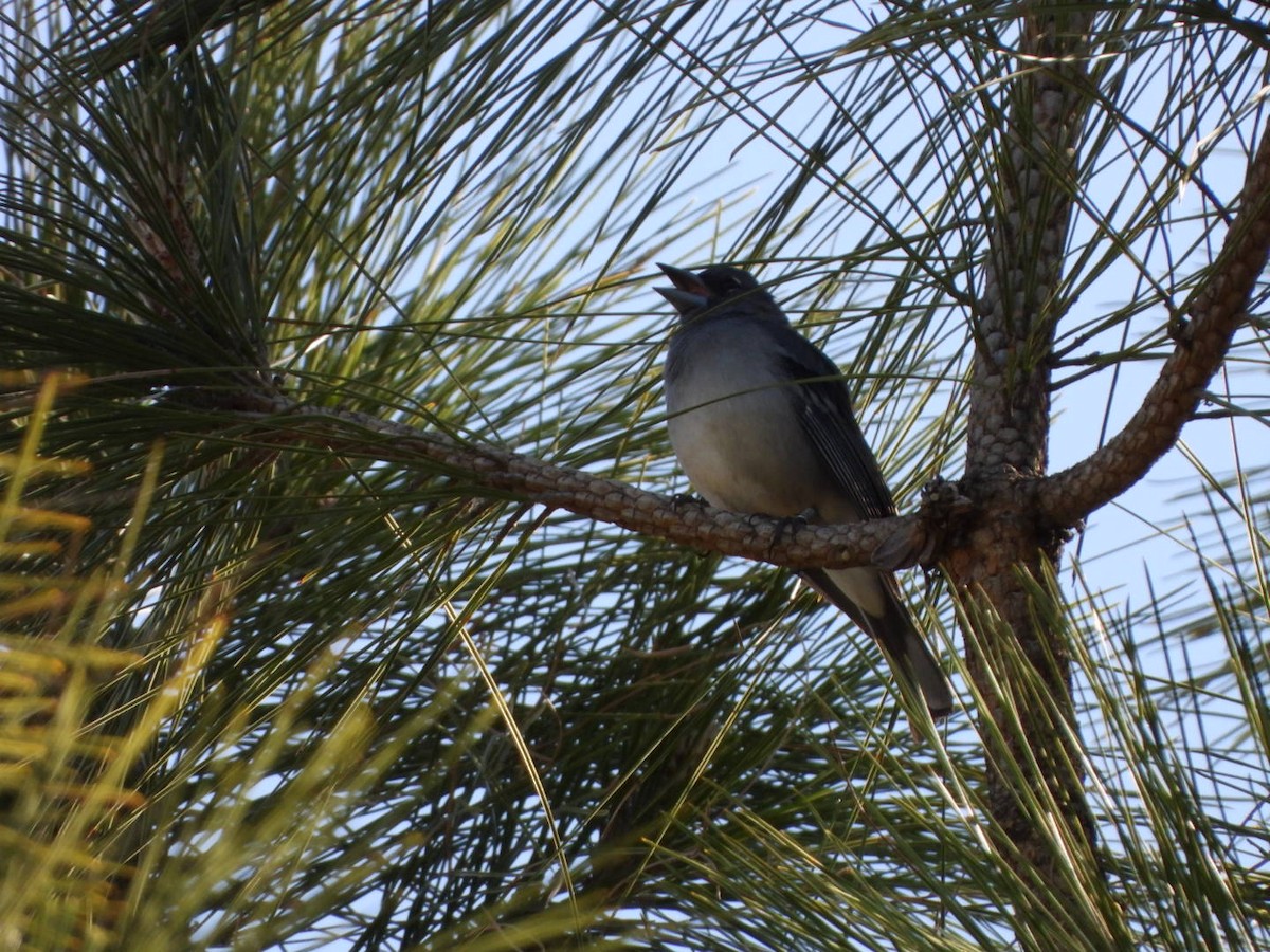 Gran Canaria Blue Chaffinch - ML636675440