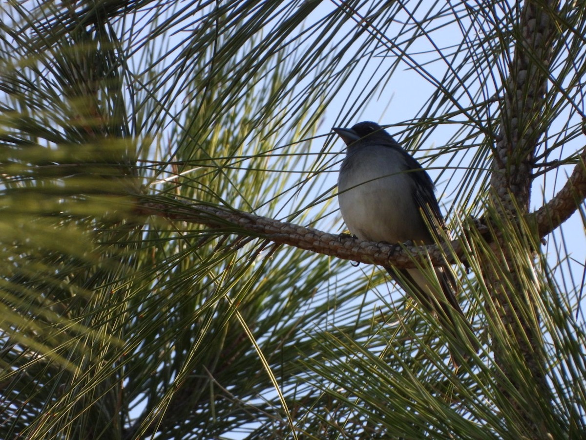 Gran Canaria Blue Chaffinch - ML636675441