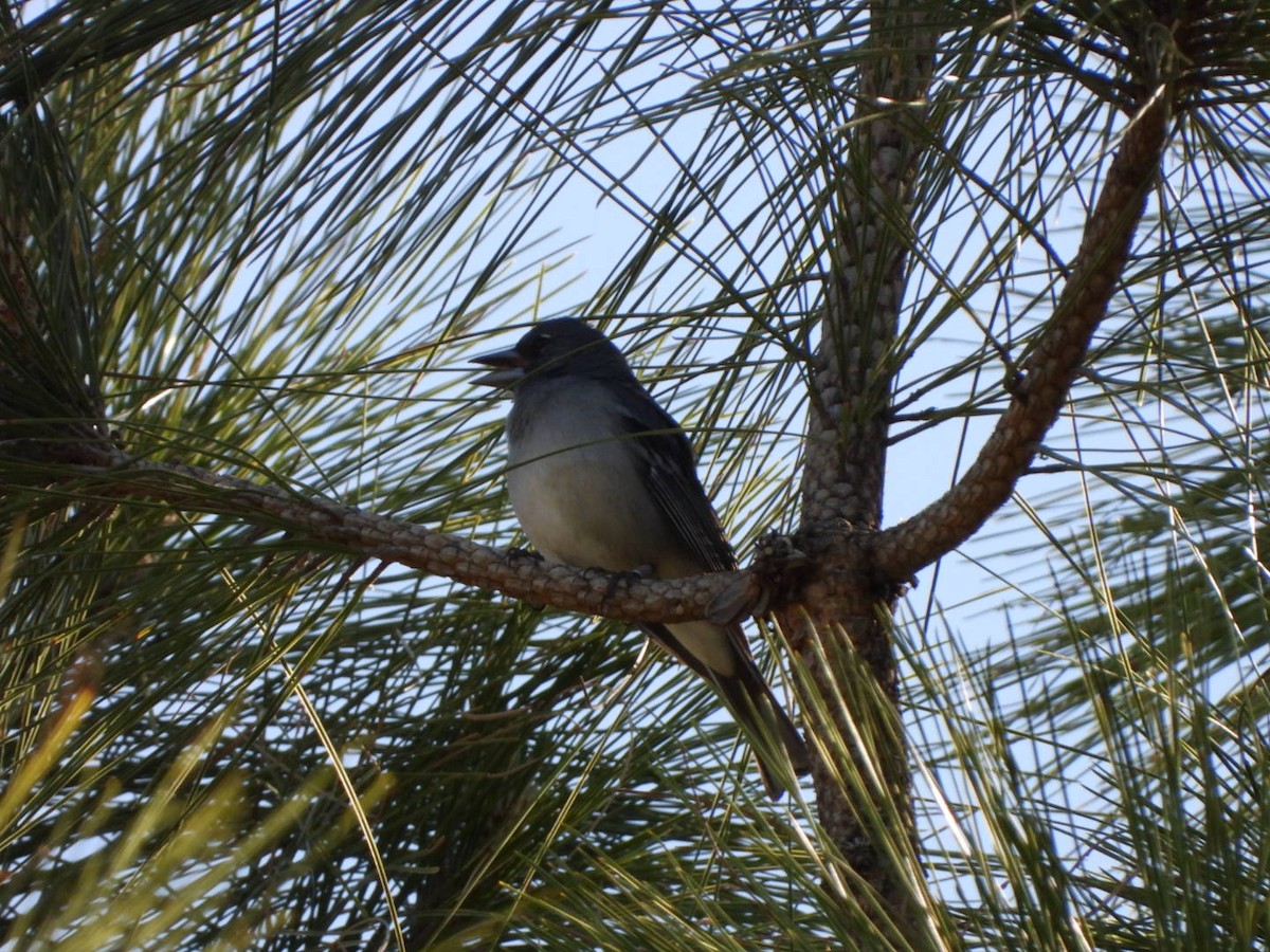 Gran Canaria Blue Chaffinch - ML636675442