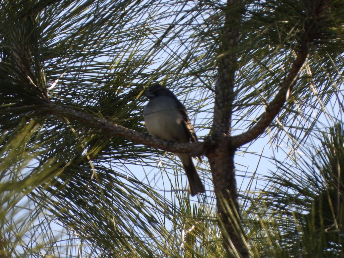 Gran Canaria Blue Chaffinch - ML636675443