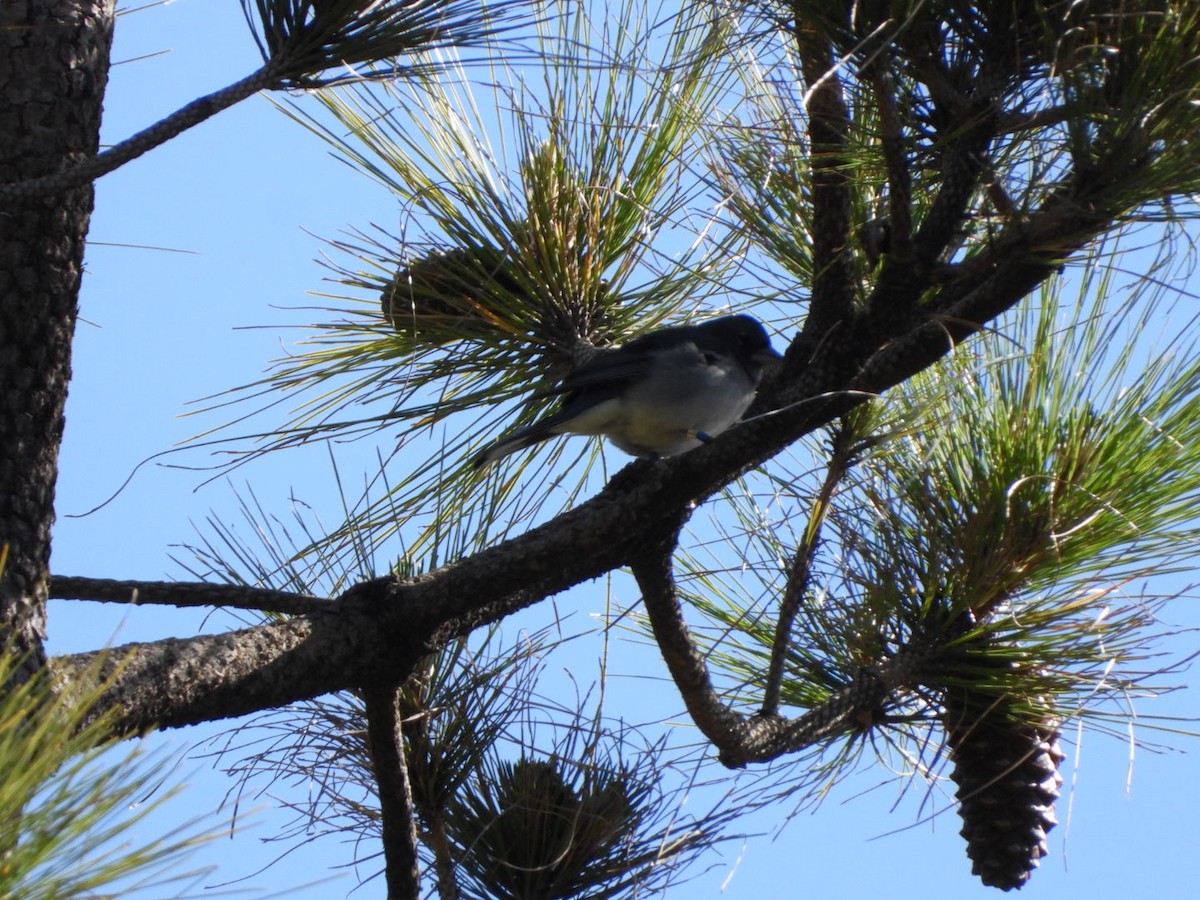 Gran Canaria Blue Chaffinch - ML636675444