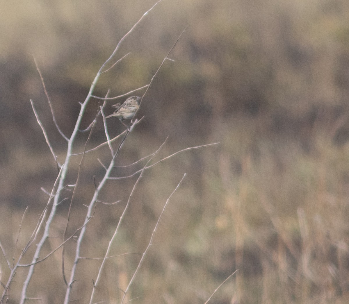 Grasshopper Sparrow - ML636675486