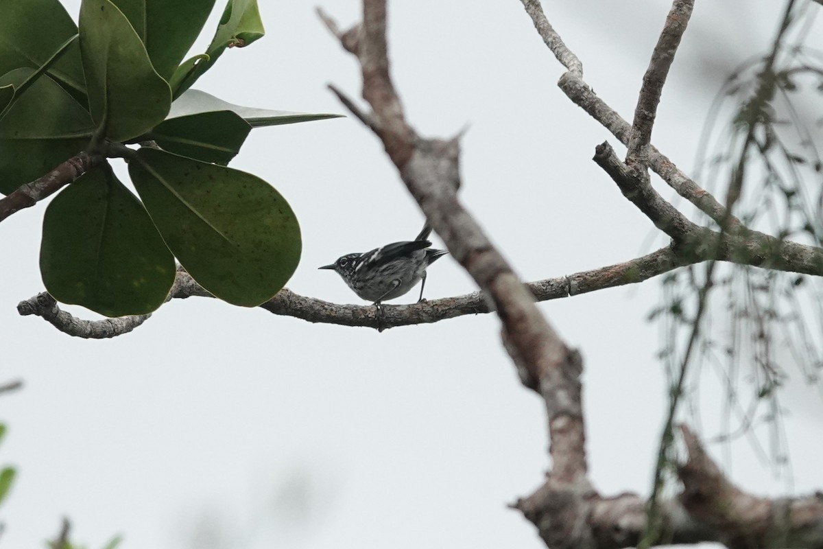 Elfin-woods Warbler - ML636675493