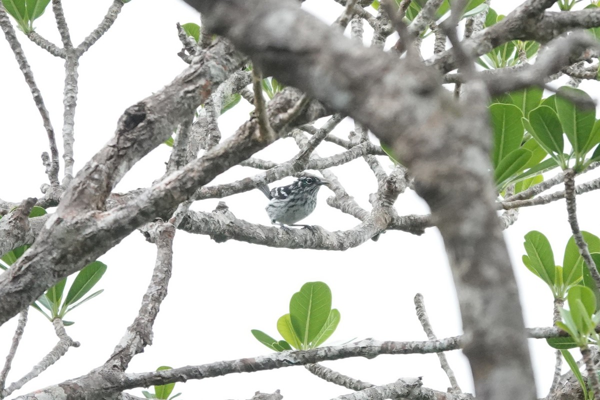 Elfin-woods Warbler - ML636675499