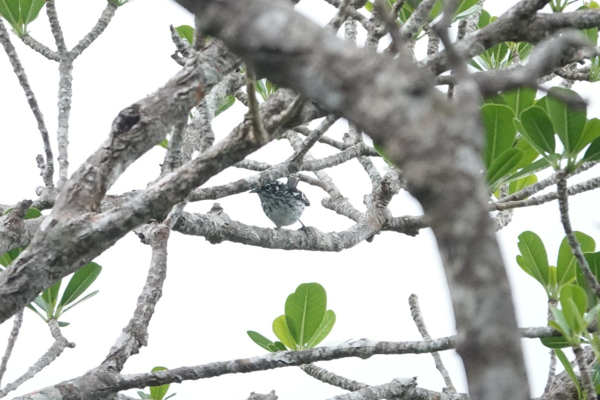 Elfin-woods Warbler - ML636675503
