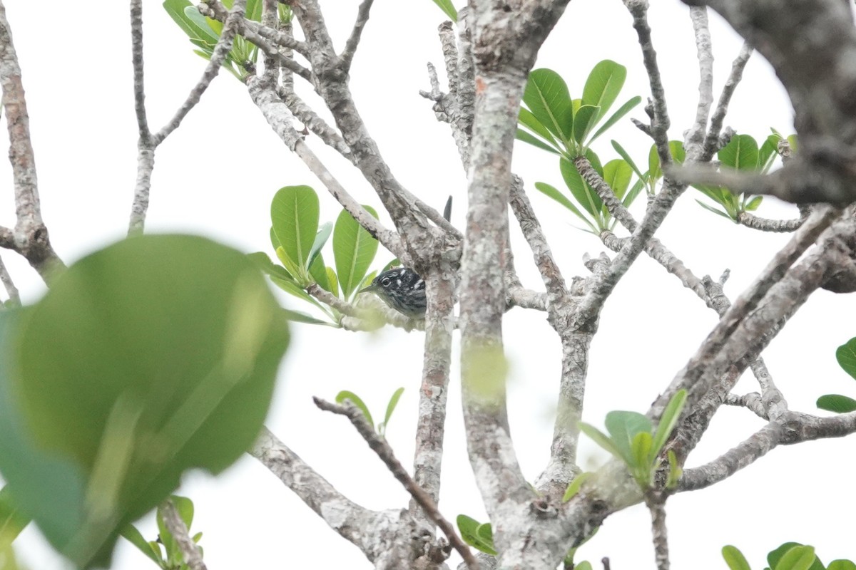 Elfin-woods Warbler - ML636675506