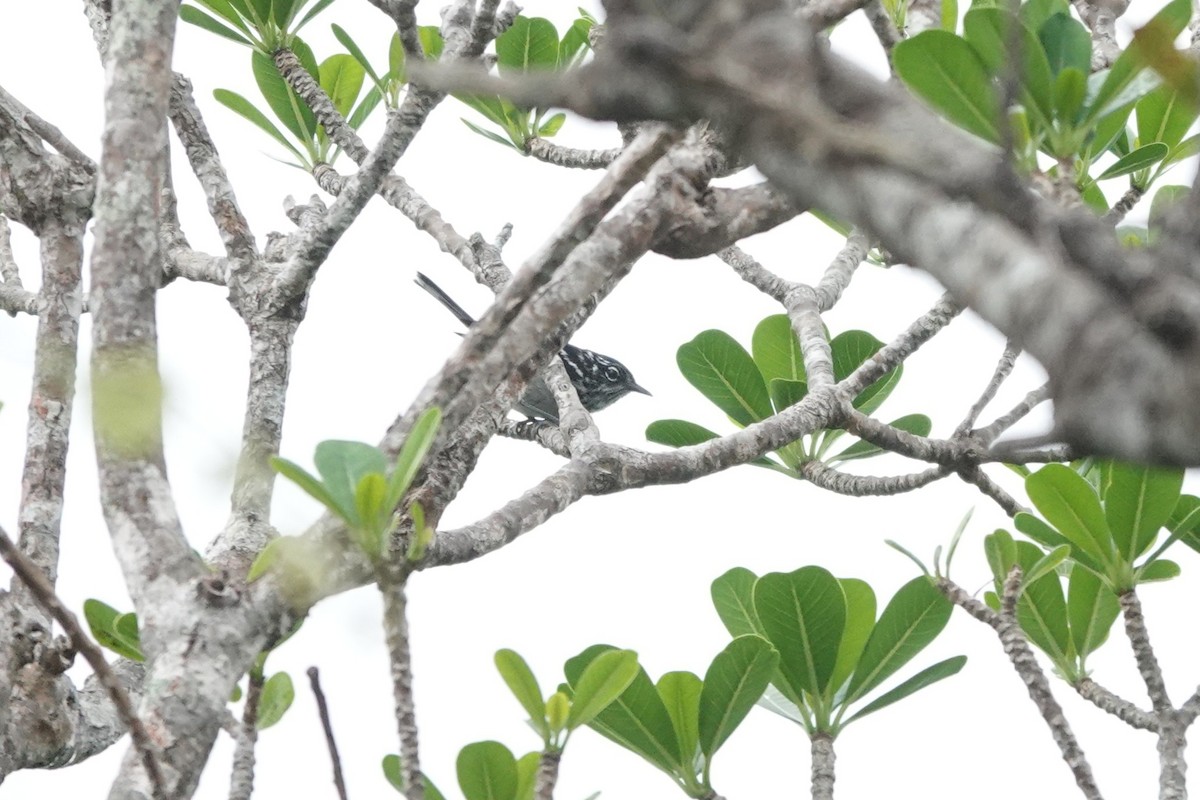 Elfin-woods Warbler - ML636675509